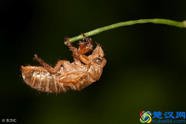 仔细看！知了猴的养殖前景与养殖技术