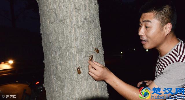 仔细看！知了猴的养殖前景与养殖技术