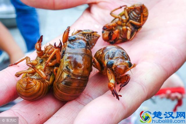 仔细看！知了猴的养殖前景与养殖技术