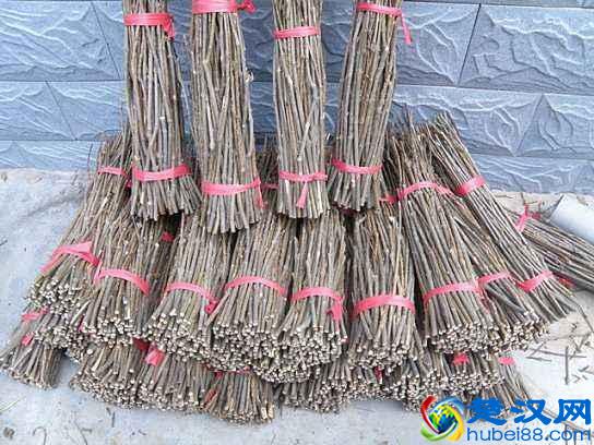 仔细看！知了猴的养殖前景与养殖技术