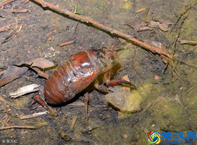 仔细看！知了猴的养殖前景与养殖技术