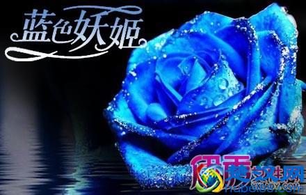 蓝色妖姬多少钱一朵 蓝色妖姬价格大全