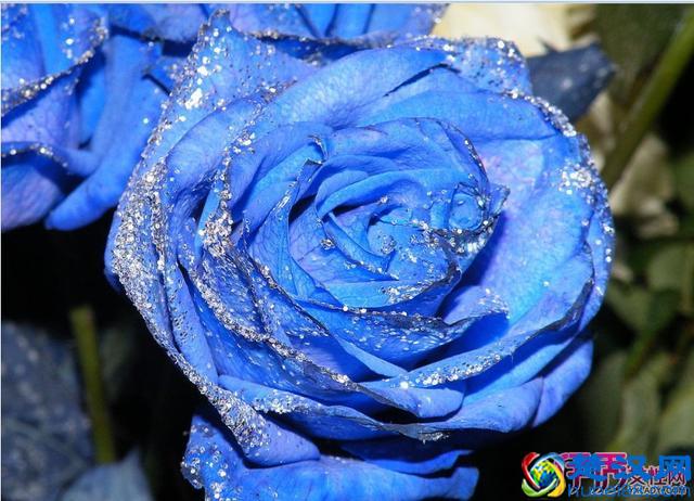 蓝色妖姬多少钱一朵 蓝色妖姬价格大全