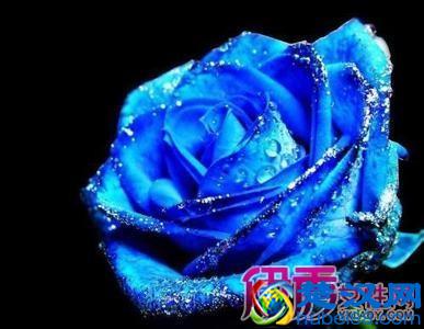 蓝色妖姬多少钱一朵 蓝色妖姬价格大全