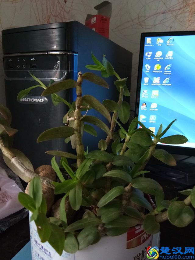 石斛，是什么？斛字你会读吗？一种空气生根的植物，你见过吗？