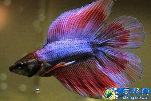 泰国斗鱼怎么养 水温多少才最适合饲养