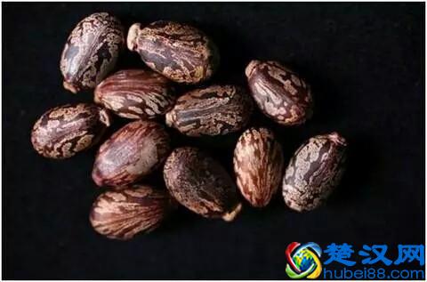 世界上最毒的物质，1克可以杀死1000万人，生活中居然很常见