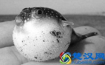 世界上最毒的物质，1克可以杀死1000万人，生活中居然很常见