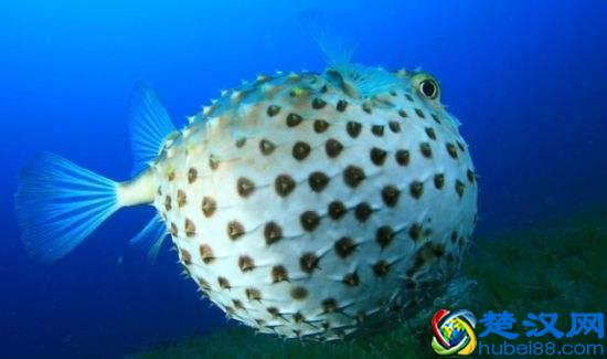 世界上最毒的物质，1克可以杀死1000万人，生活中居然很常见