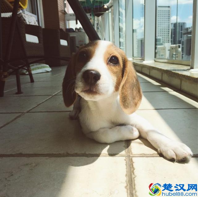 养一只比格犬，是一种怎样的体验？比格犬的性格特点