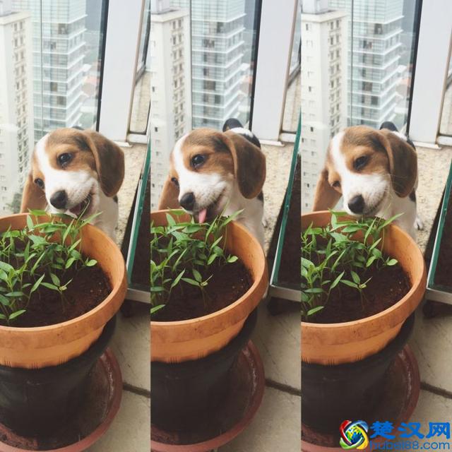 养一只比格犬，是一种怎样的体验？比格犬的性格特点