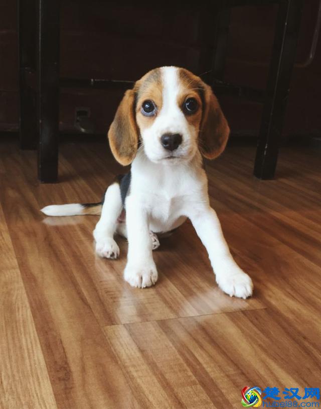 养一只比格犬，是一种怎样的体验？比格犬的性格特点