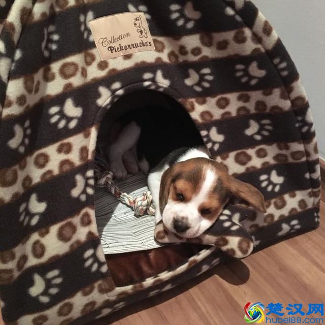 养一只比格犬，是一种怎样的体验？比格犬的性格特点