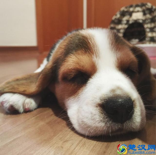 养一只比格犬，是一种怎样的体验？比格犬的性格特点