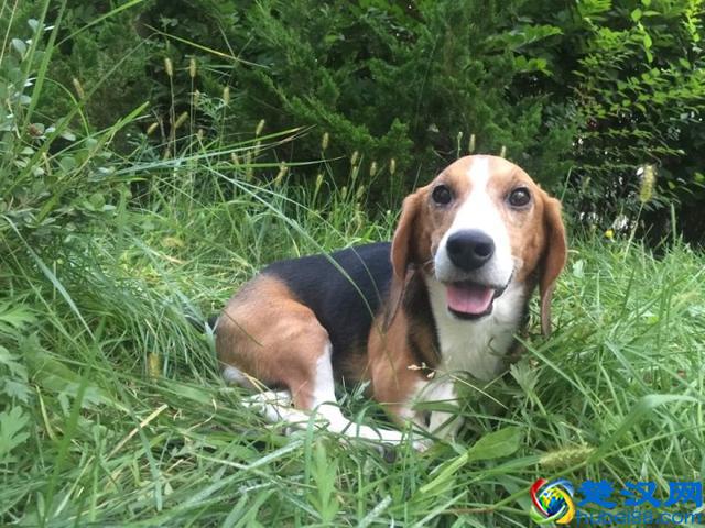 养一只比格犬，是一种怎样的体验？比格犬的性格特点