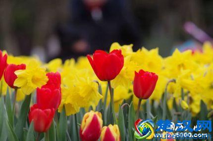 郁金香的花语和寓意郁金香适合送给什么人？