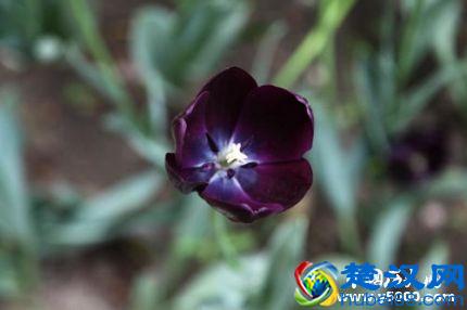 郁金香的花语和寓意郁金香适合送给什么人？