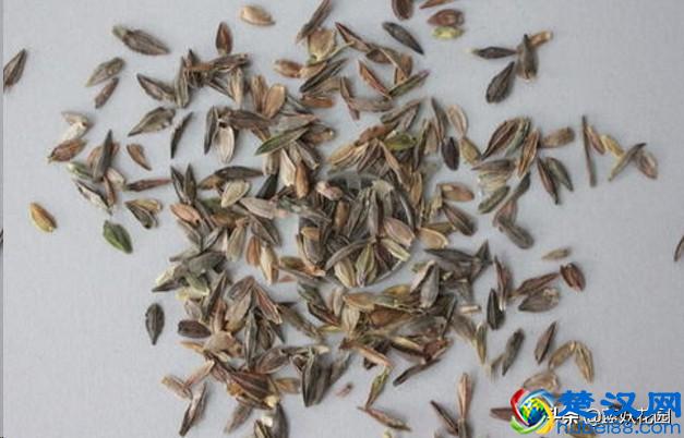 想要夏天庭院开满花,现在种下这7种花,天气越热开的越好!