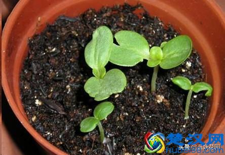 想要夏天庭院开满花,现在种下这7种花,天气越热开的越好!