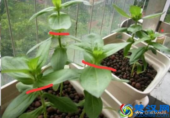 想要夏天庭院开满花,现在种下这7种花,天气越热开的越好!