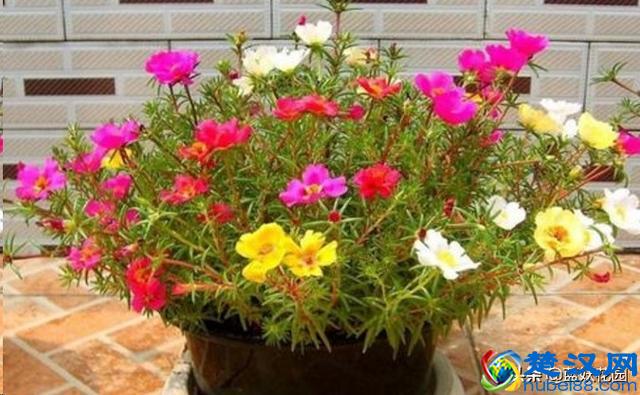 想要夏天庭院开满花,现在种下这7种花,天气越热开的越好!