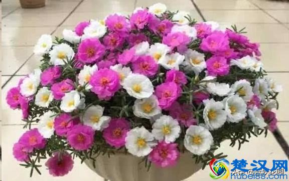 想要夏天庭院开满花,现在种下这7种花,天气越热开的越好!