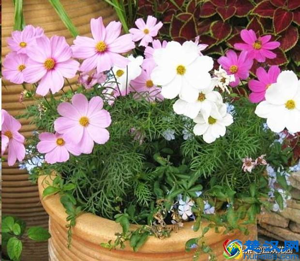 想要夏天庭院开满花,现在种下这7种花,天气越热开的越好!