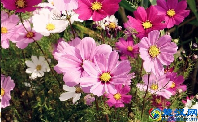 想要夏天庭院开满花,现在种下这7种花,天气越热开的越好!