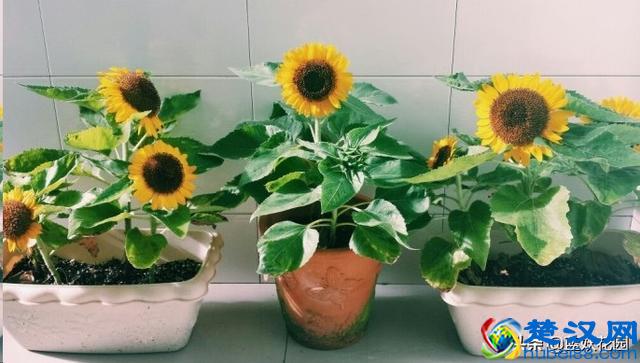 想要夏天庭院开满花,现在种下这7种花,天气越热开的越好!