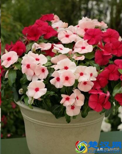 想要夏天庭院开满花,现在种下这7种花,天气越热开的越好!