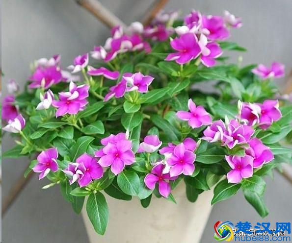 想要夏天庭院开满花,现在种下这7种花,天气越热开的越好!