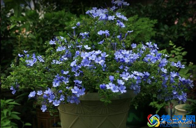 想要夏天庭院开满花,现在种下这7种花,天气越热开的越好!