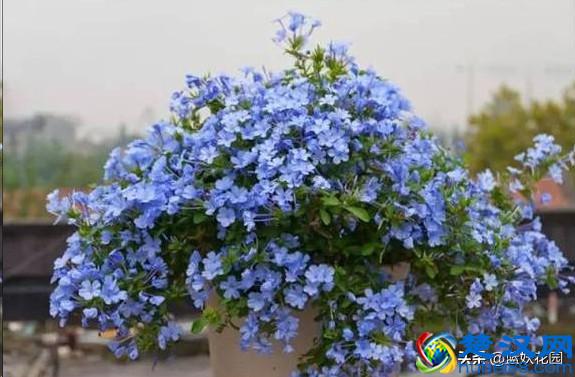 想要夏天庭院开满花,现在种下这7种花,天气越热开的越好!