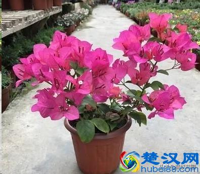 想要夏天庭院开满花,现在种下这7种花,天气越热开的越好!