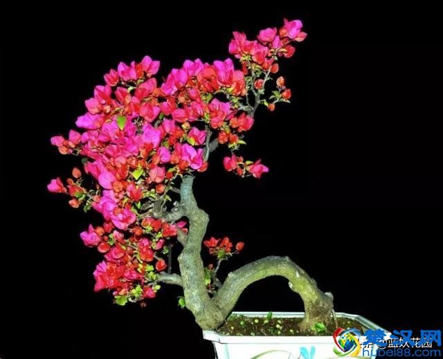 想要夏天庭院开满花,现在种下这7种花,天气越热开的越好!