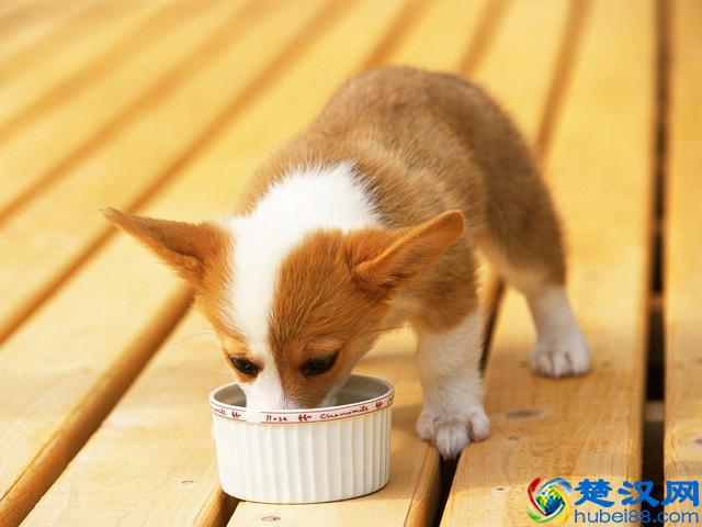 汪星人怎么喂，喂什么？