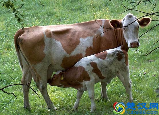 哺乳动物是什么时候出现的？