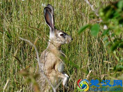 哺乳动物是什么时候出现的？