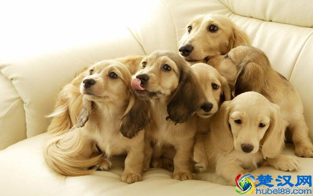 最适合在家养的十大狗狗排名 你的爱犬上榜了吗？