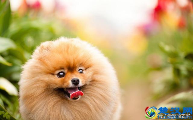 最适合在家养的十大狗狗排名 你的爱犬上榜了吗？