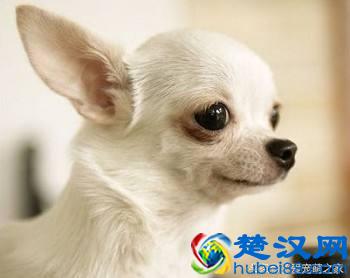 最适合在家养的十大狗狗排名 你的爱犬上榜了吗？