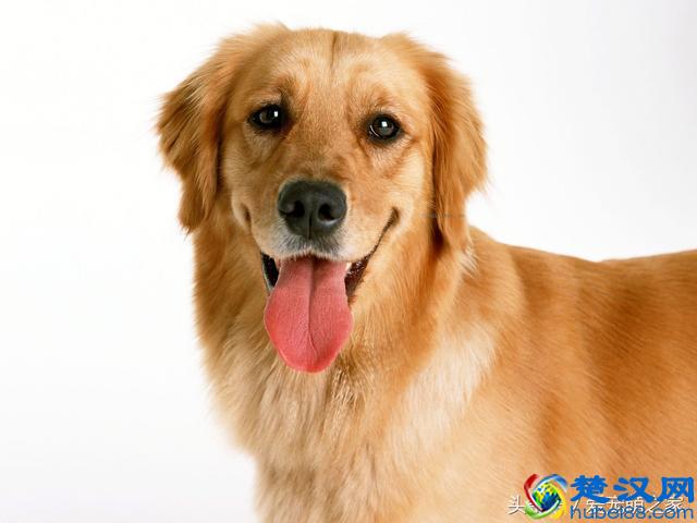 最适合在家养的十大狗狗排名 你的爱犬上榜了吗？