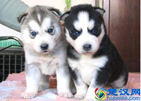 最适合在家养的十大狗狗排名 你的爱犬上榜了吗？