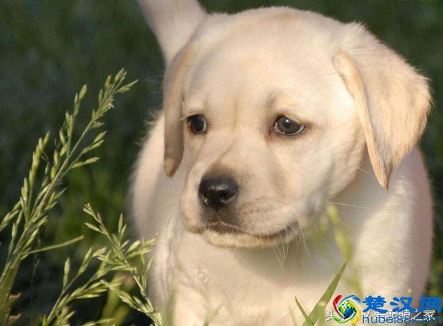 最适合在家养的十大狗狗排名 你的爱犬上榜了吗？