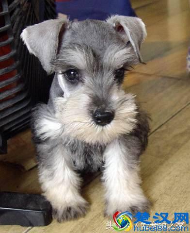 最适合在家养的十大狗狗排名 你的爱犬上榜了吗？