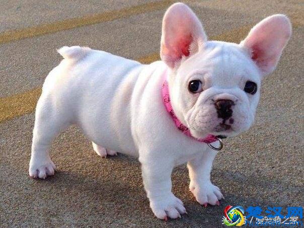 最适合在家养的十大狗狗排名 你的爱犬上榜了吗？