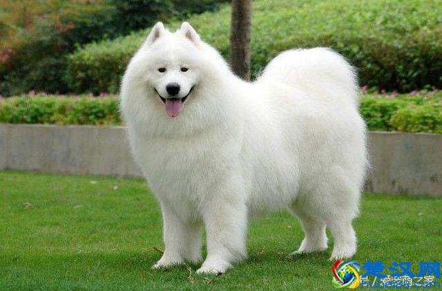 最适合在家养的十大狗狗排名 你的爱犬上榜了吗？