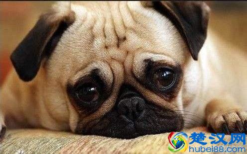 最适合在家养的十大狗狗排名 你的爱犬上榜了吗？