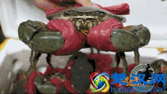 窝腻｜曾经卖女包的帅锅，在遵义开了一家“骚包”的炒蟹店...