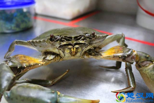 窝腻｜曾经卖女包的帅锅，在遵义开了一家“骚包”的炒蟹店...